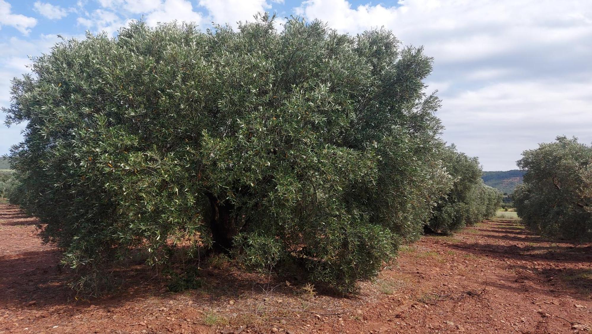 Le Bosc  Escale Au Salagou المظهر الخارجي الصورة